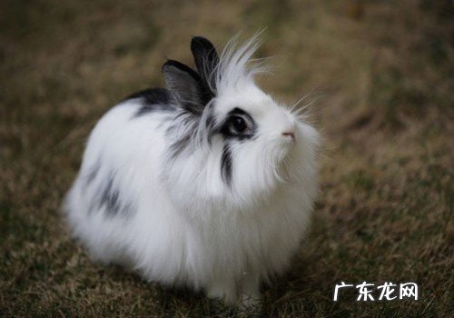 狮子兔 哪些兔子好看又好养