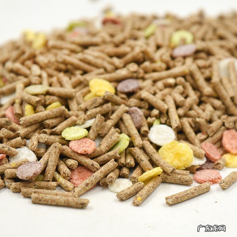 兔粮 可以给兔子吃哪些食物