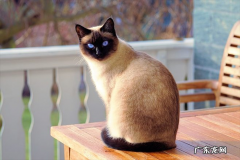 伯曼猫 最美的猫咪品种有哪些