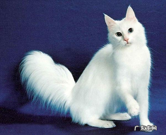 伯曼猫 最美的猫咪品种有哪些