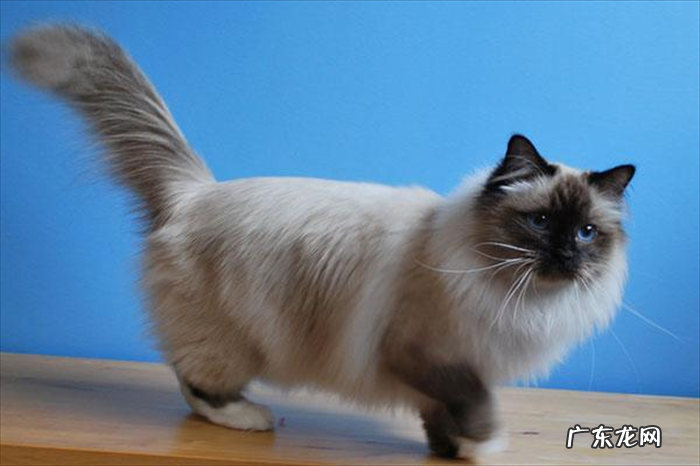 伯曼猫 最美的猫咪品种有哪些