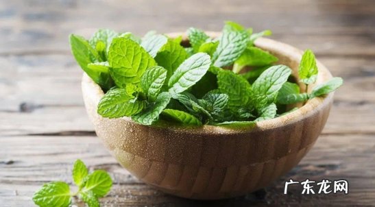 茉莉花 卧室可以放哪些散发香味的花