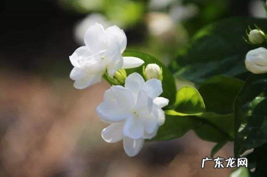 茉莉花 卧室可以放哪些散发香味的花