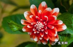大丽花 哪些品种的花不害怕高温