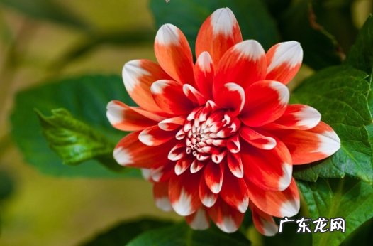 大丽花 哪些品种的花不害怕高温