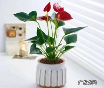 红掌 哪些植物能做到四季开花