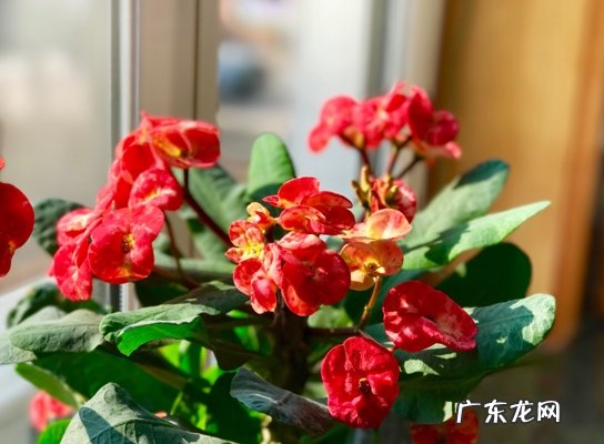红掌 哪些植物能做到四季开花