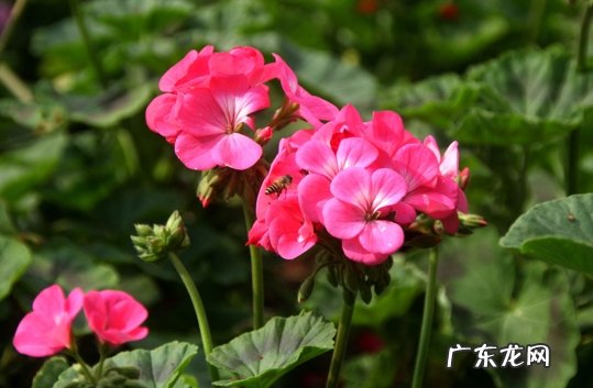 红掌 哪些植物能做到四季开花