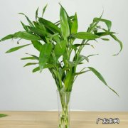 发财树 哪些花卉植物代表好运连连
