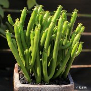 珊瑚竹 哪些多肉越晒越美