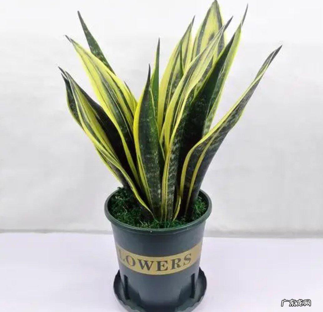 虎皮兰 哪些花繁殖能力强