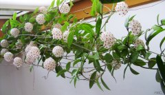 球兰 哪些花要用大花盆养护