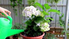 过度浇水 种植绣球花要注意哪些问题