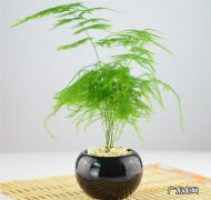 文竹 哪些观叶植物不能晒太阳