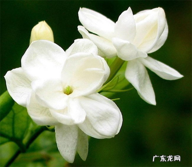 月季 哪些开花植物适合在春天种植