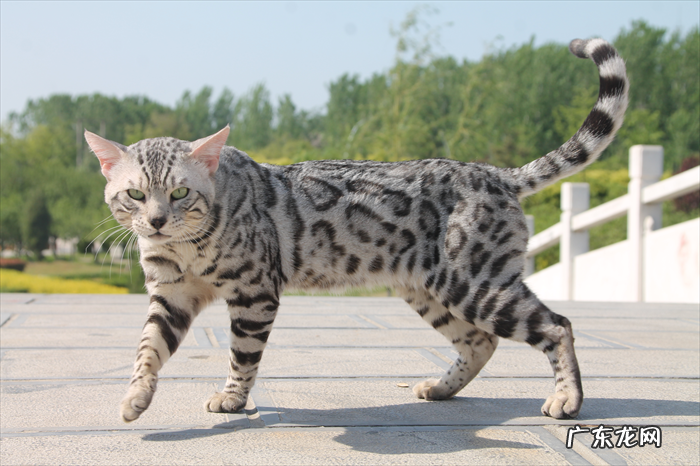 金猫 世界上最凶悍的猫是什么