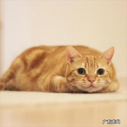 橘猫 哪些猫咪的颜值更高