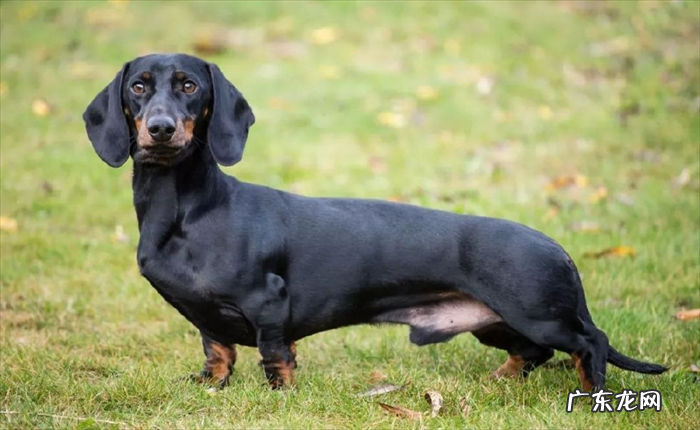 腊肠犬 适合穷养的狗狗有哪些