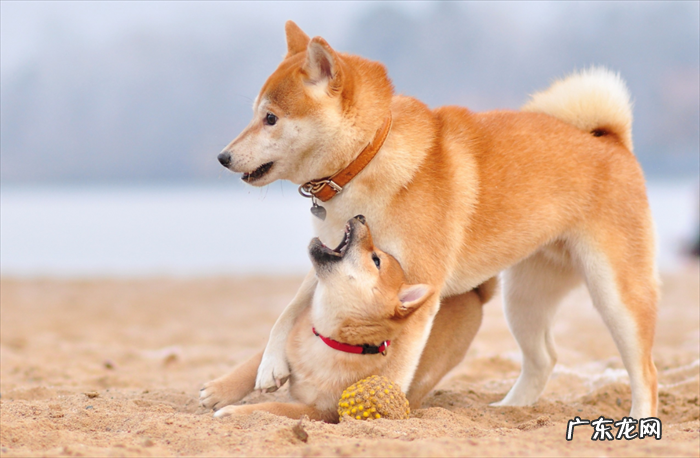 雪纳瑞 爱干净的狗狗有哪些