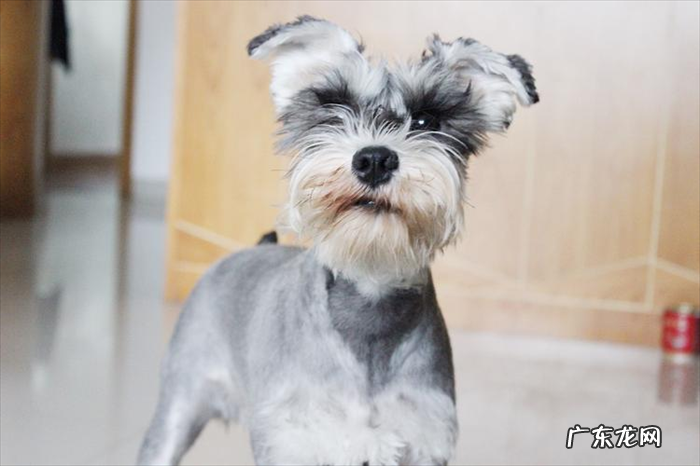 雪纳瑞 爱干净的狗狗有哪些