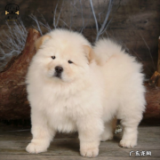 松狮犬 哪些品种的狗只认一个主人