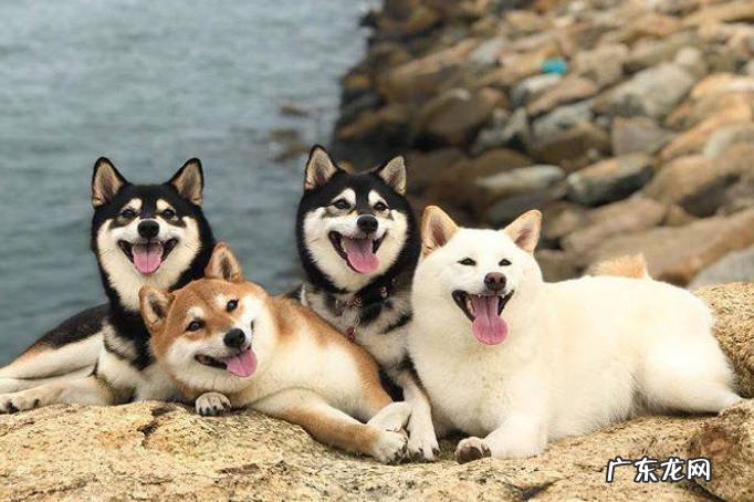 柴犬 哪些品种的狗狗适合小区饲养