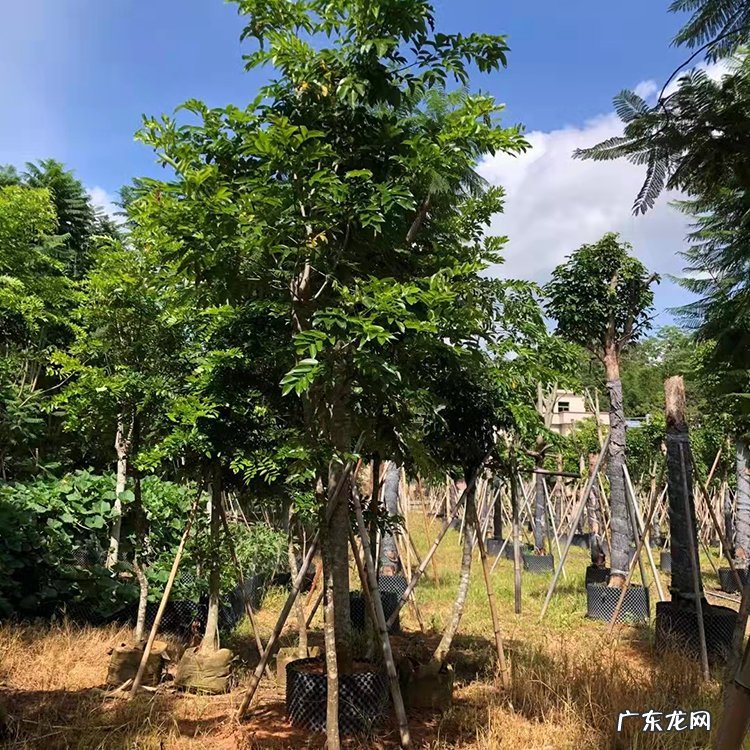 紫薇 家有庭院可以种哪些树