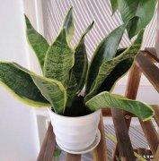 鸭掌木 家庭养护哪些花草最好