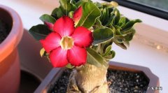 百合 适合小盆养护的穷命花有哪些