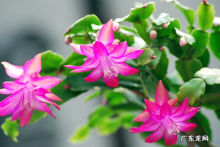 百合 适合小盆养护的穷命花有哪些