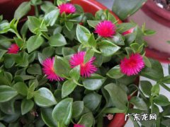 牡丹吊兰 不会养花的新手可以选择哪些品种
