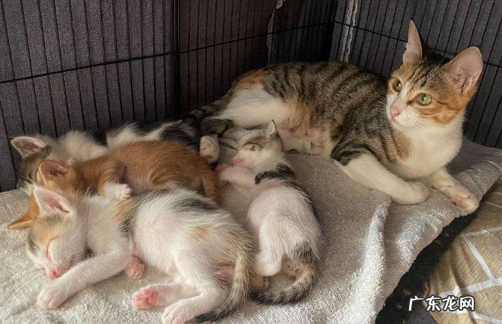 颜值不稳定 为什么三花猫遭人嫌弃