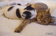 颜值不稳定 为什么三花猫遭人嫌弃