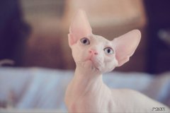 无毛猫 哪些猫咪的性格更温顺