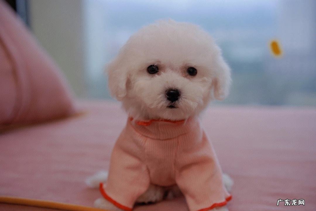 比熊 哪些狗狗性格温顺不咬人