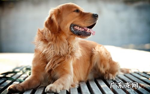 泰迪 哪些品种的狗狗最通人性