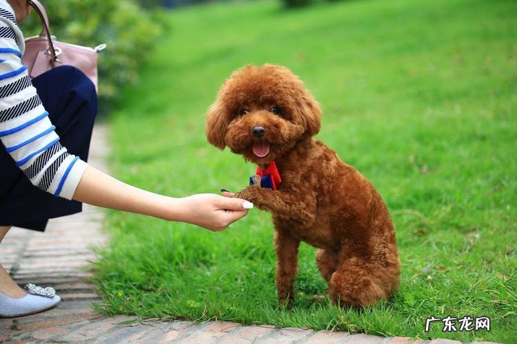 博美 哪些品种的狗狗更适合女生饲养
