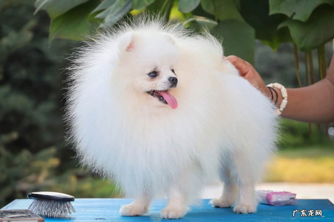 博美 哪些品种的狗狗更适合女生饲养
