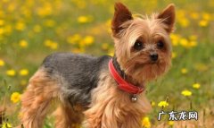 约克夏 哪些品种的小型犬最受欢迎