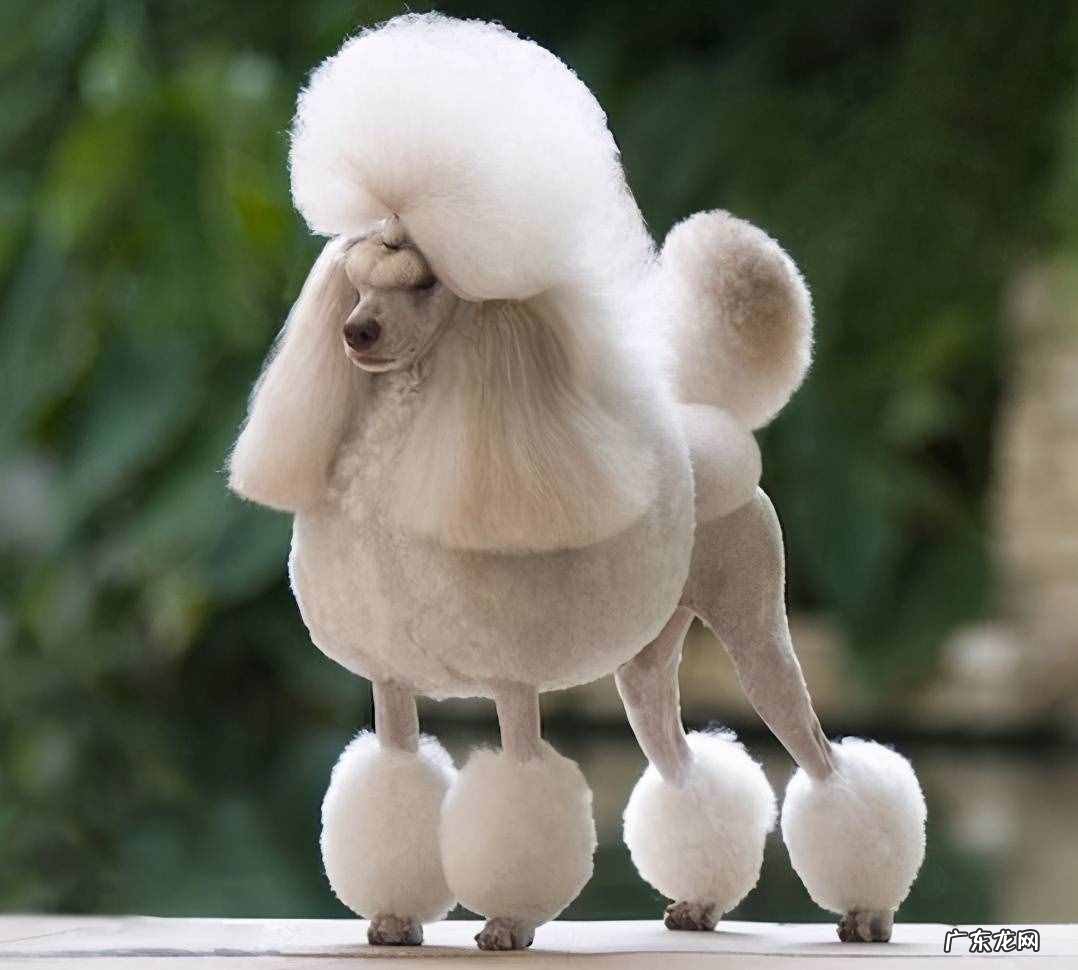 约克夏 哪些品种的小型犬最受欢迎