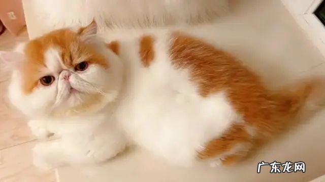 生存技能差 为什么不推荐养加菲猫