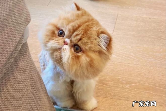 生存技能差 为什么不推荐养加菲猫