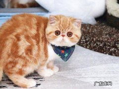 生存技能差 为什么不推荐养加菲猫