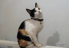 性格不亲人 不喜欢三花猫的原因有哪些