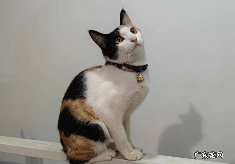 性格不亲人 不喜欢三花猫的原因有哪些
