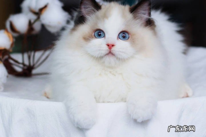 黑猫 哪个品种的猫咪吸财效果最好