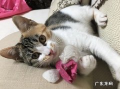 狸花猫 最受欢迎的猫咪是什么