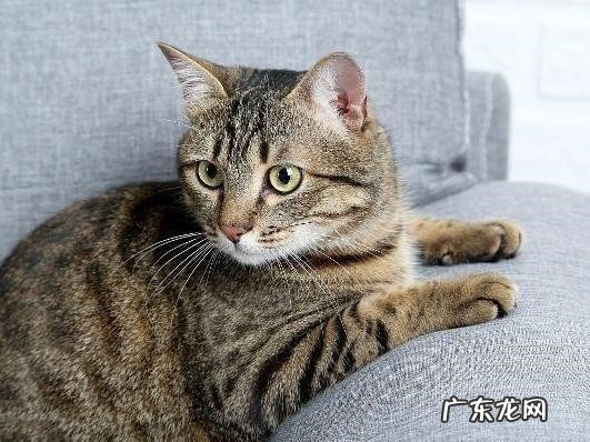 俄罗斯蓝猫 最常见的猫咪品种有哪些