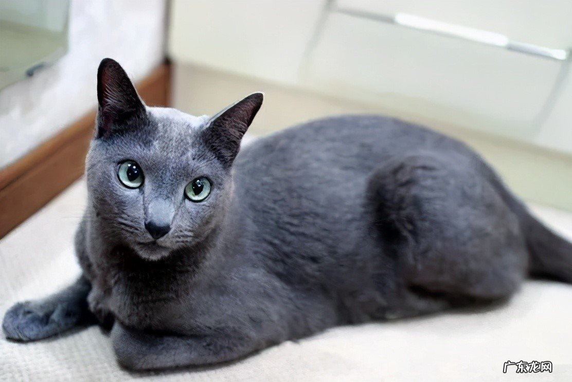 俄罗斯蓝猫 最常见的猫咪品种有哪些
