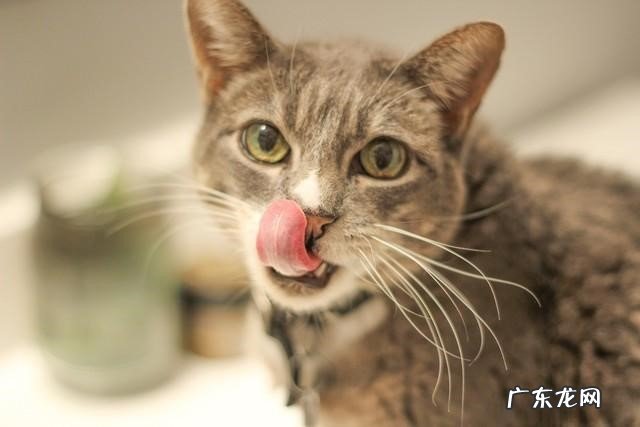 动态视觉 猫咪是怎么辨认主人的